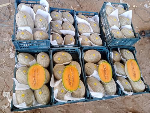 Public product photo - We are alshams an import and export company that offer all kinds of agriculture crops. We offer you Fresh melon for more information contact me: Tel: 0020402544299 Cell(whats-app) 00201093042965